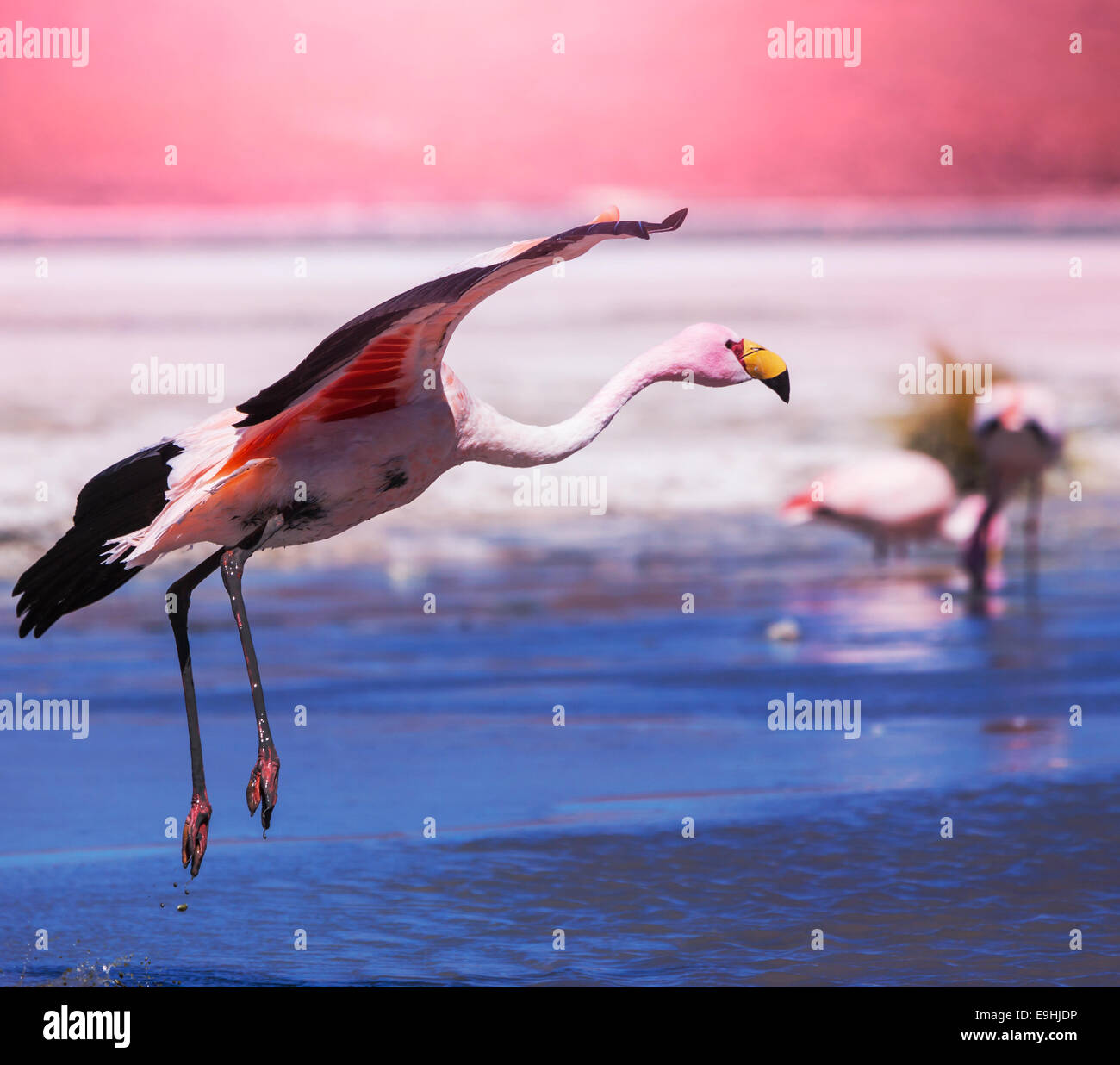 Flamingo Stockfoto
