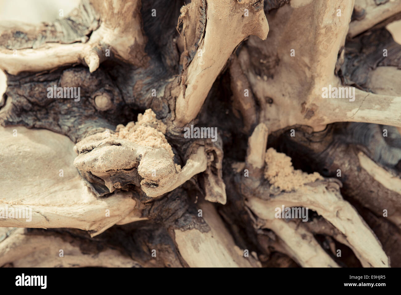 Treibholz am Strand Covehithe Suffolk, umgefallene Baum aufgrund von Erosion Stockfoto