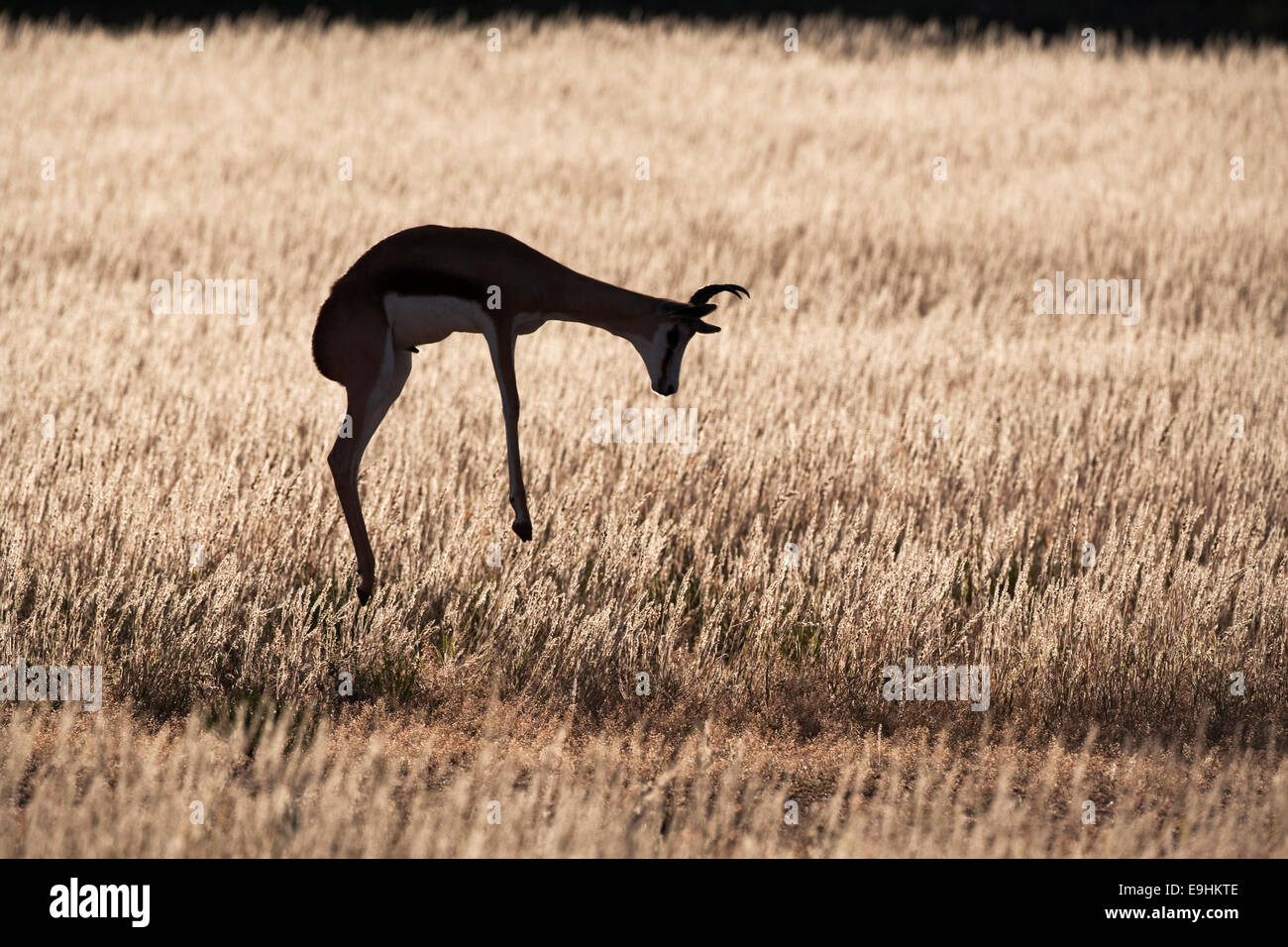 Springbock, Antidorcas Marsupialis, Streifengnus, Kgalagadi Transfrontier Park, Northern Cape, Südafrika Stockfoto