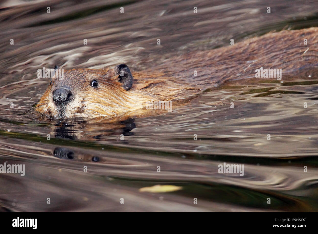 Schwimmen Biber Castor Canadensis, Blick in die Kamera Stockfoto