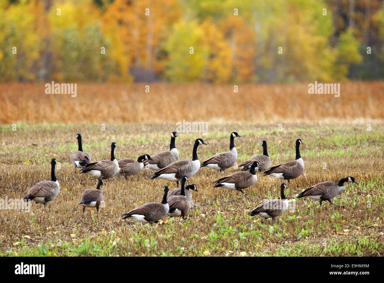 Kanadagans Branta Canadensis, in einem landwirtschaftlichen Bereich während der Herbst-Süd-migration Stockfoto