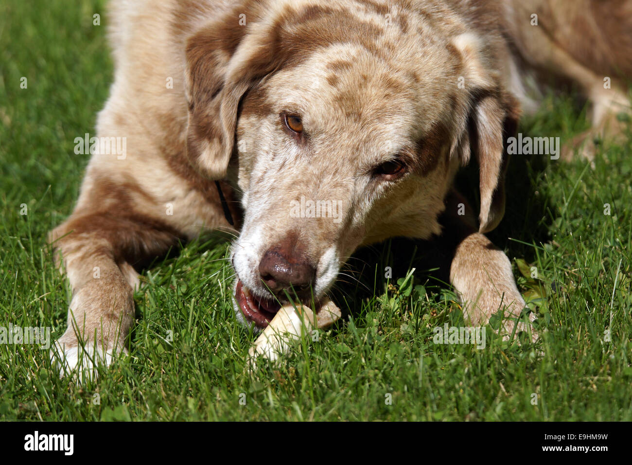 Großer Hund kauen auf einen Knochen in der Wiese Stockfoto