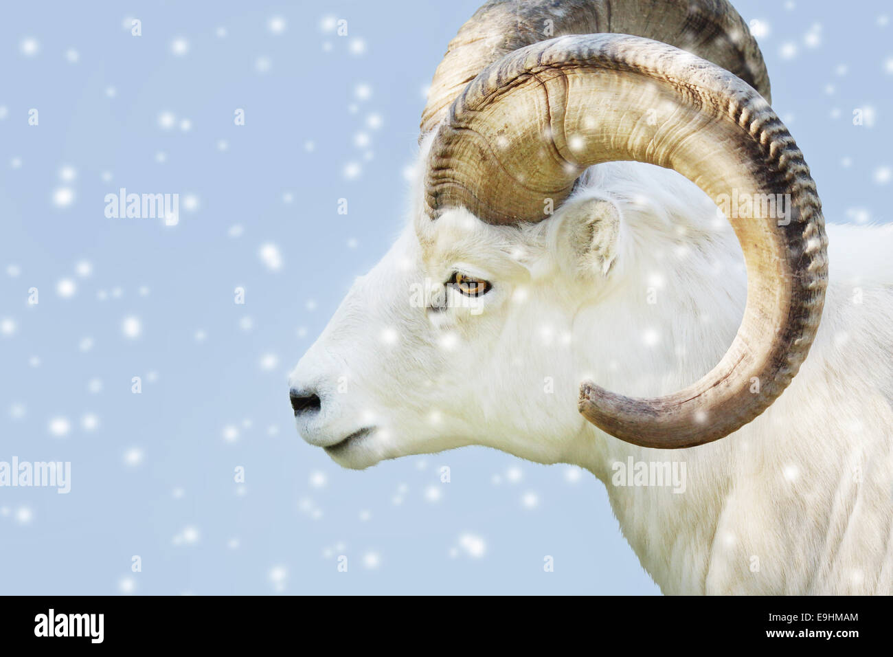 Porträt eines männlichen Dall-Schafe, Ovis Dalli, an einem verschneiten Tag Stockfoto