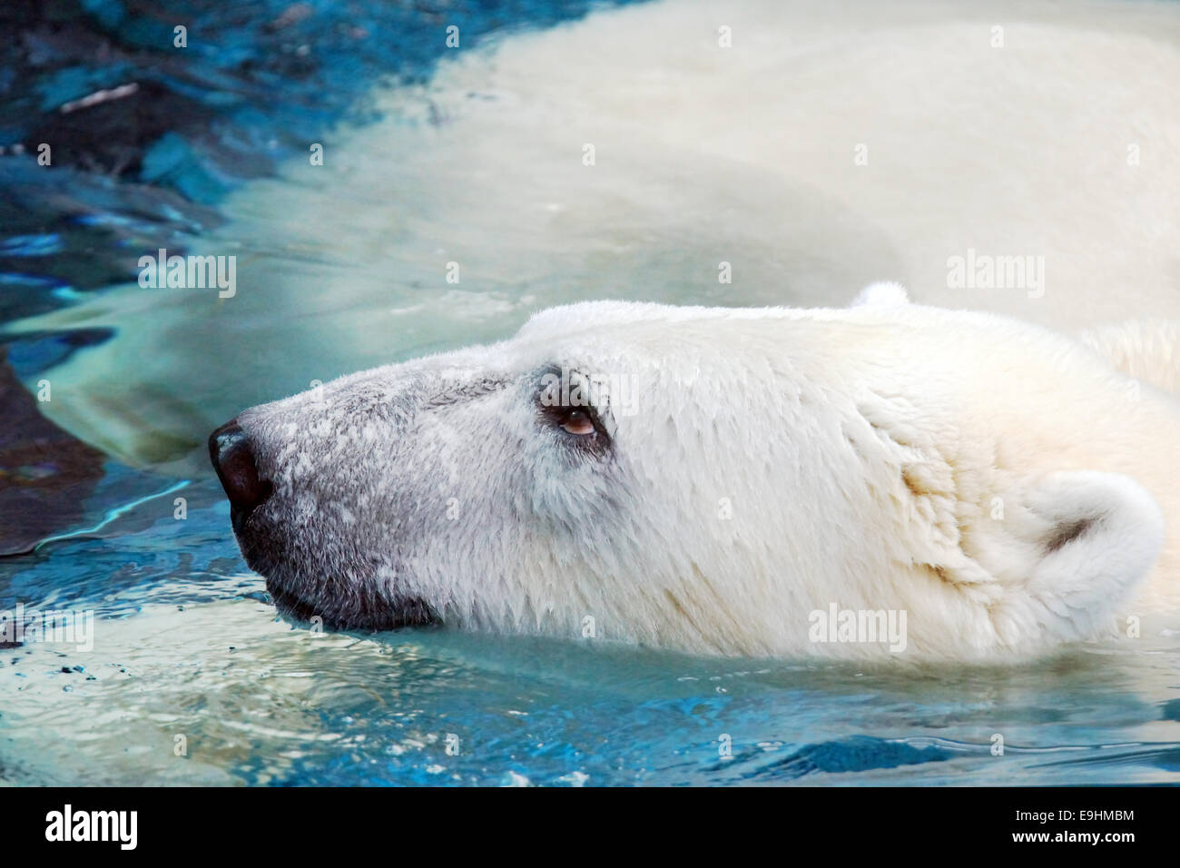 Porträt eines Swimming-Eisbären nachschlagen Stockfoto