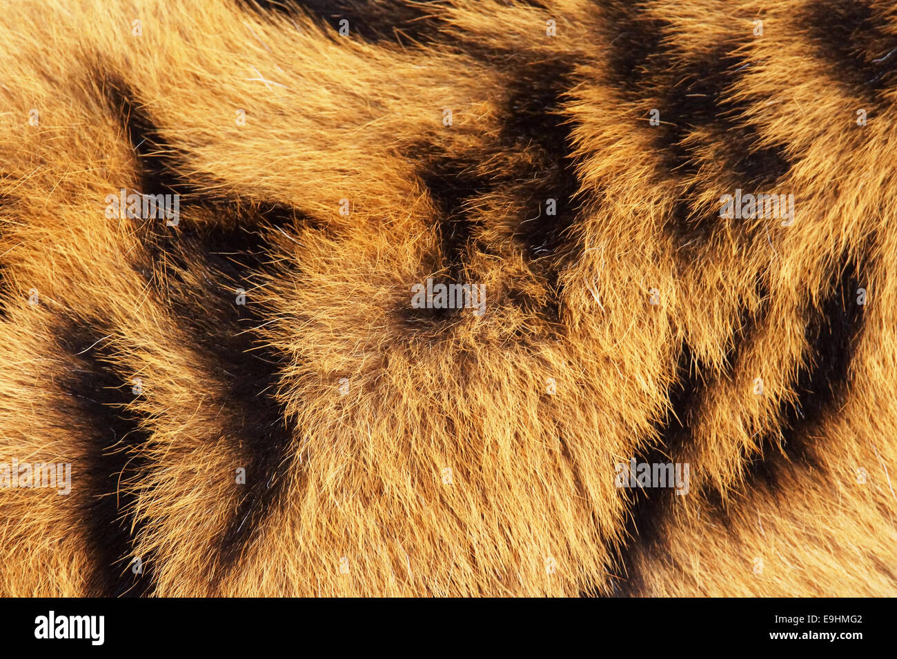 Sibirischer oder Amur-Tiger Fell-Hintergrund Stockfoto