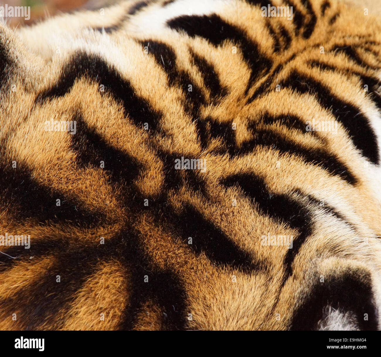 Tiger gestreiften Fell Hintergrund, oben auf dem Kopf Stockfoto
