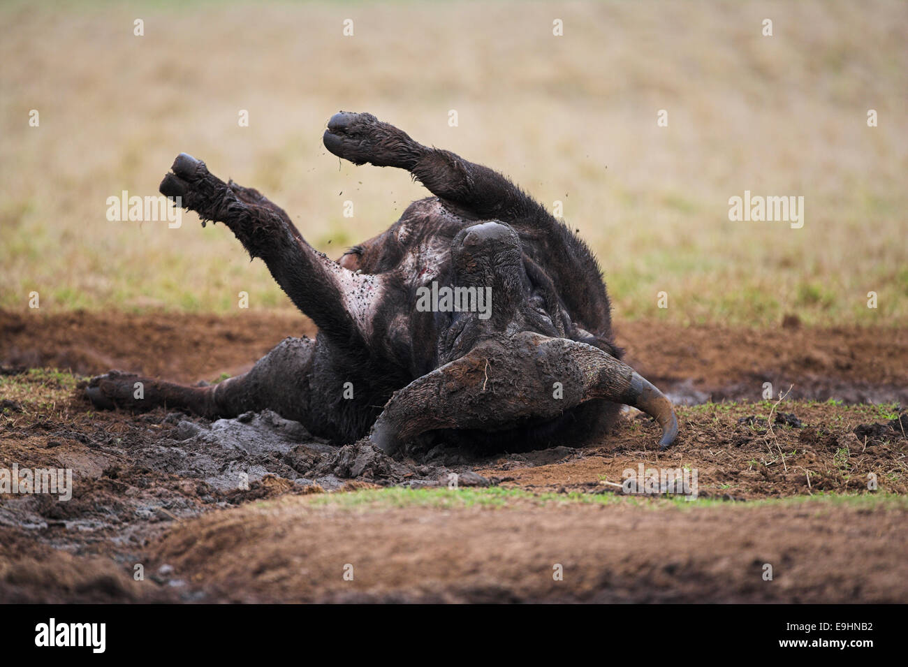 Kaffernbüffel, Syncerus Caffer, Mudbathing, Addo Elephant National Park, Südafrika Stockfoto