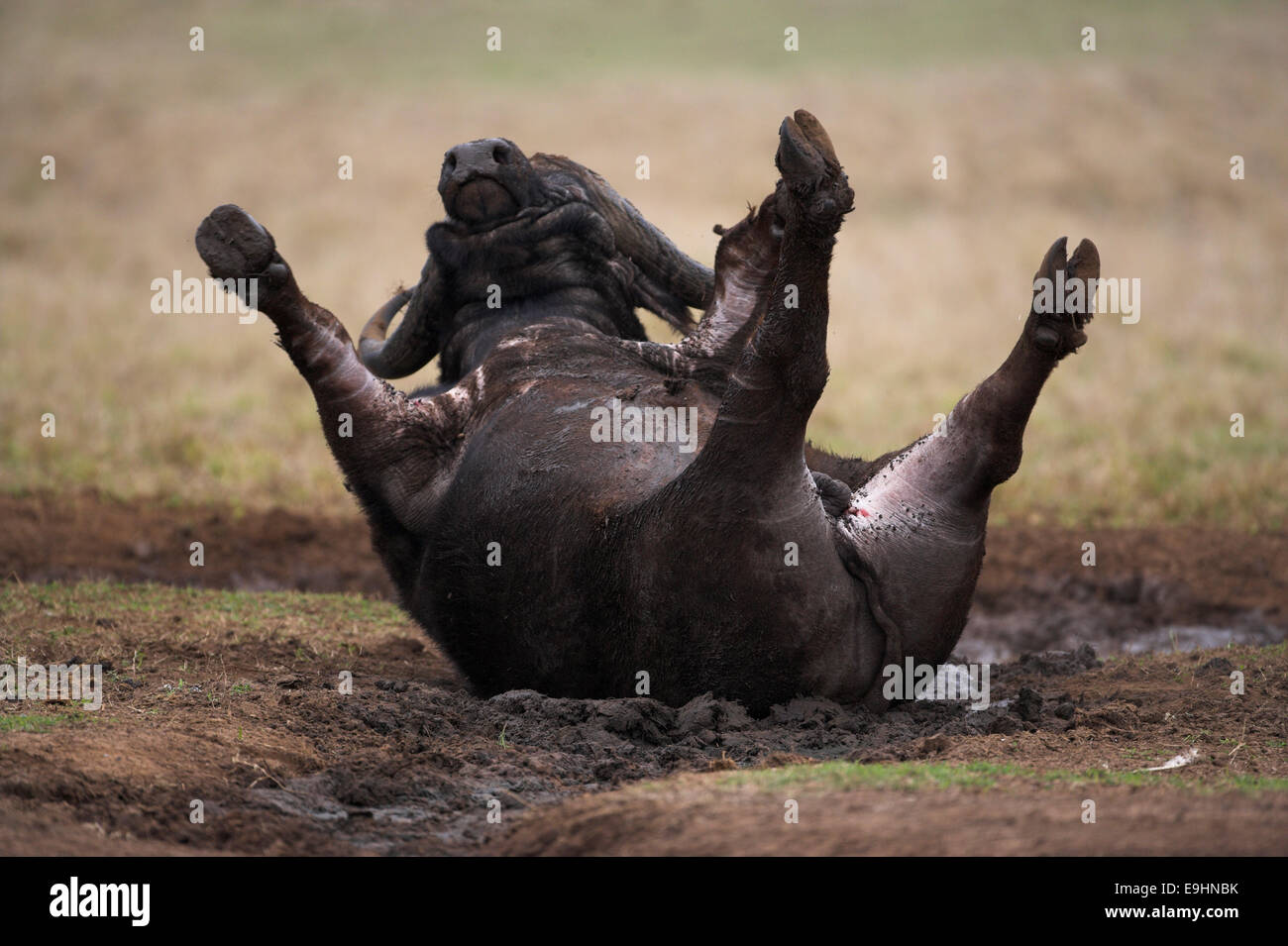 Kaffernbüffel, Syncerus Caffer, Mudbathing, Addo Elephant National Park, Südafrika Stockfoto