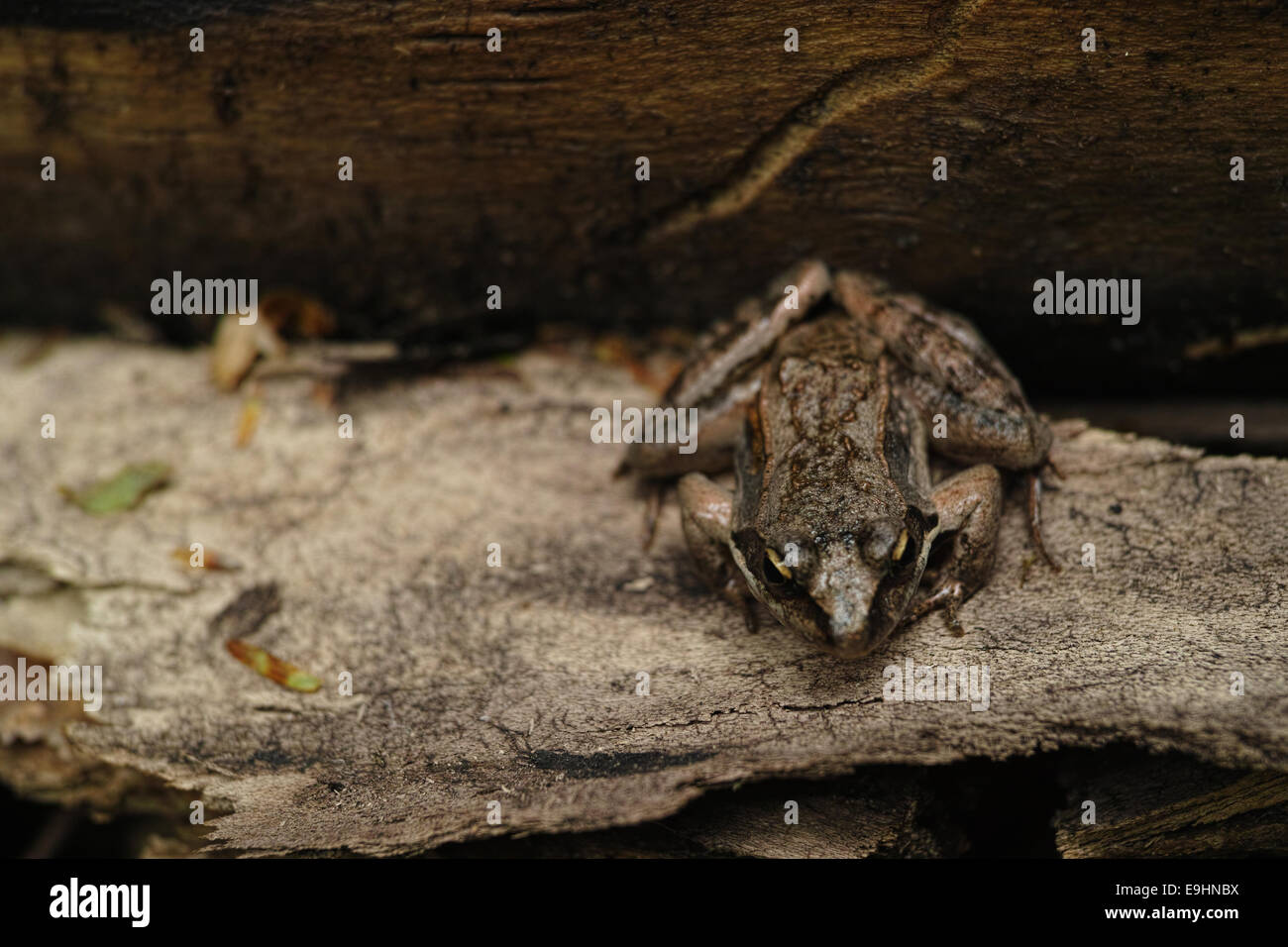 Ein Holz-Frosch sitzt auf dem Waldboden warten auf ein Insekt, vorbei zu kommen. Stockfoto