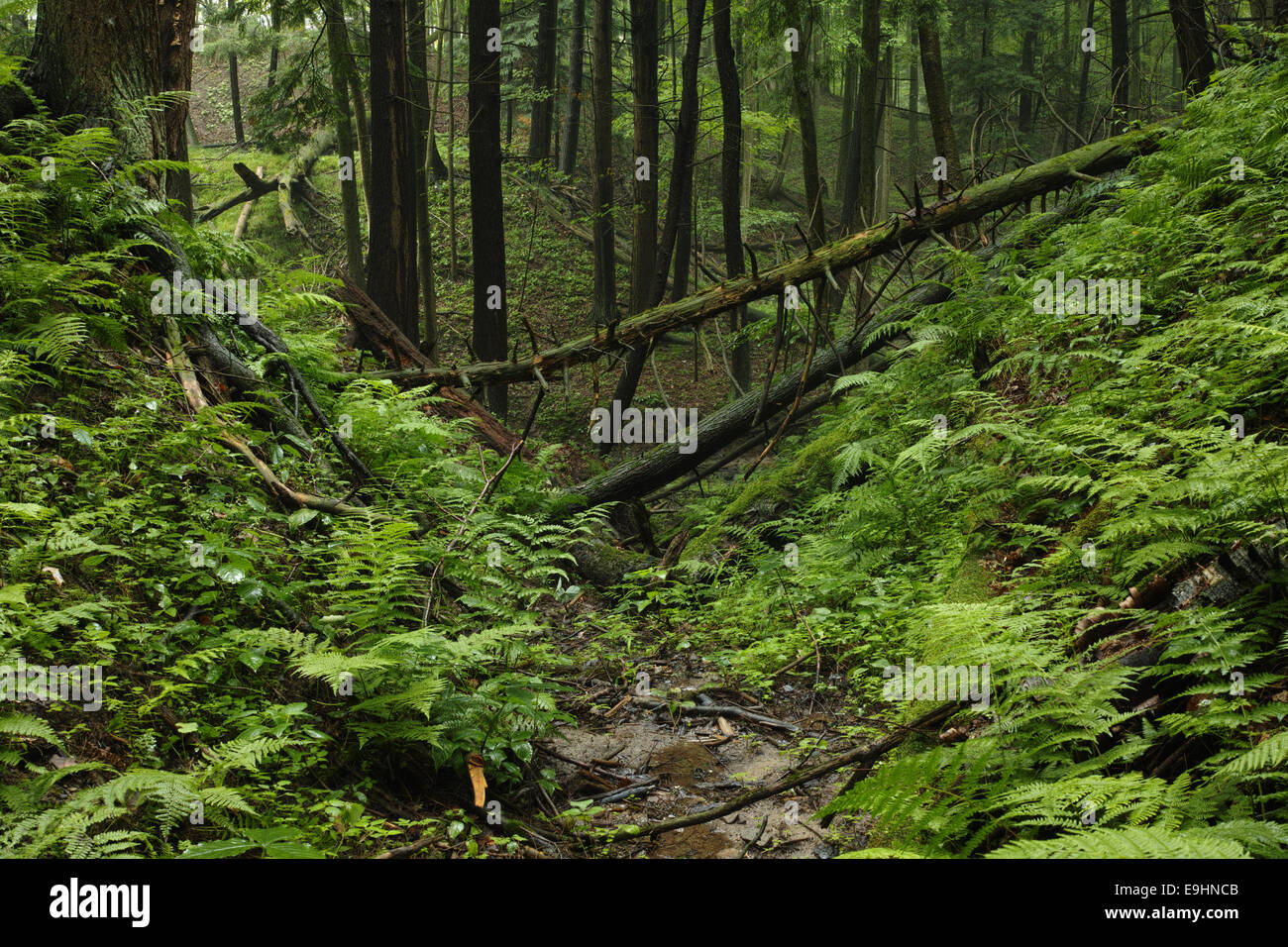 Ein üppiger Wald voller Farne Pflanzen liefert Sauerstoff für den Planeten. Stockfoto