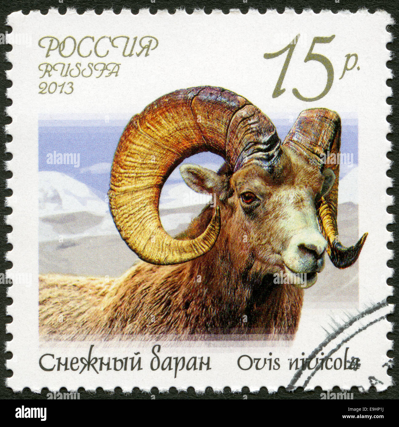 Russland - 2013: zeigt Schnee Schafe (Ovis Nivicola), Serie Fauna of Russia, wilde Ziegen und Rams Stockfoto