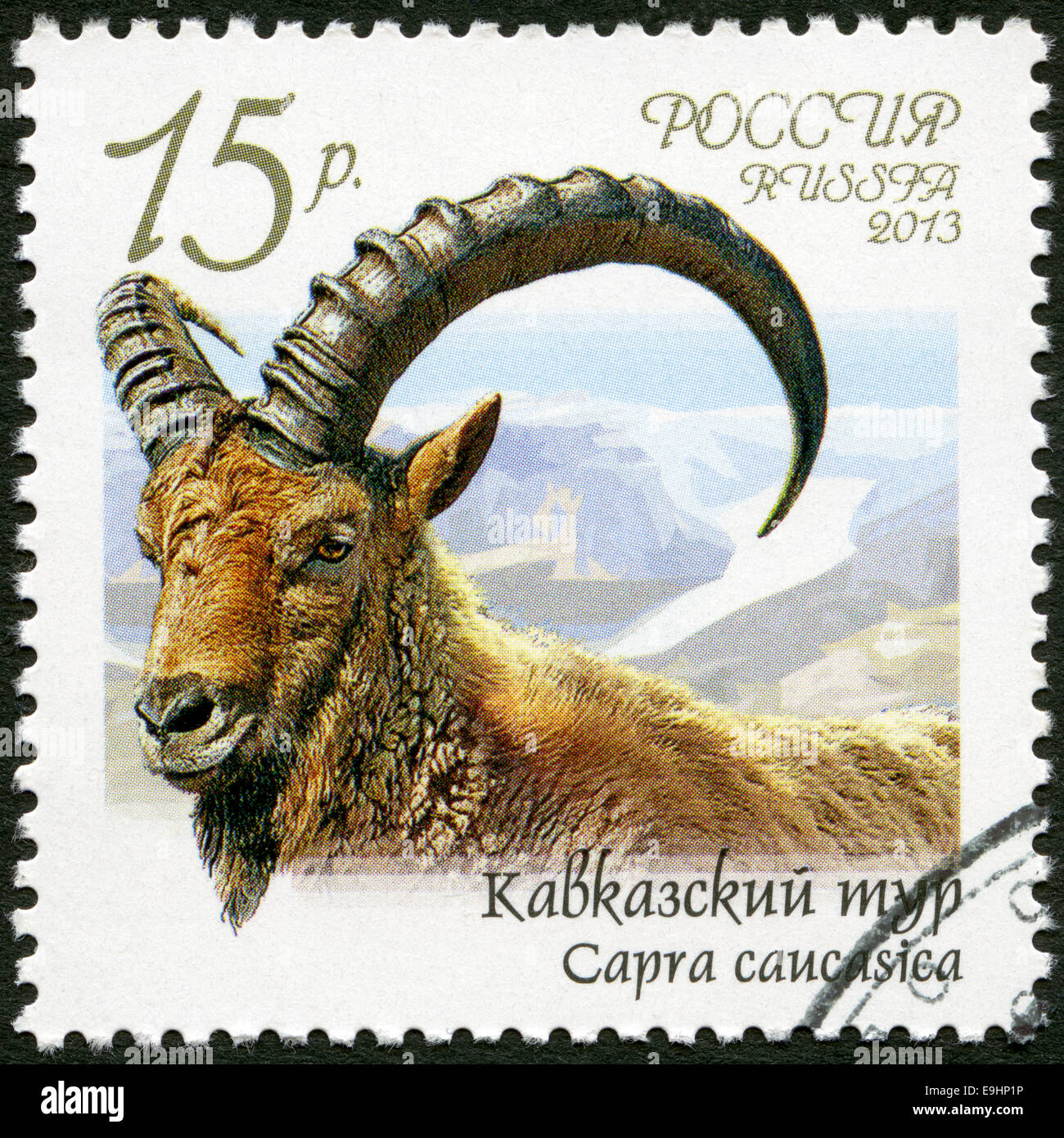 Russland - 2013: zeigt kaukasischen Tur (Capra Caucasica), Serie Fauna of Russia, wilde Ziegen und Böcke Stockfoto