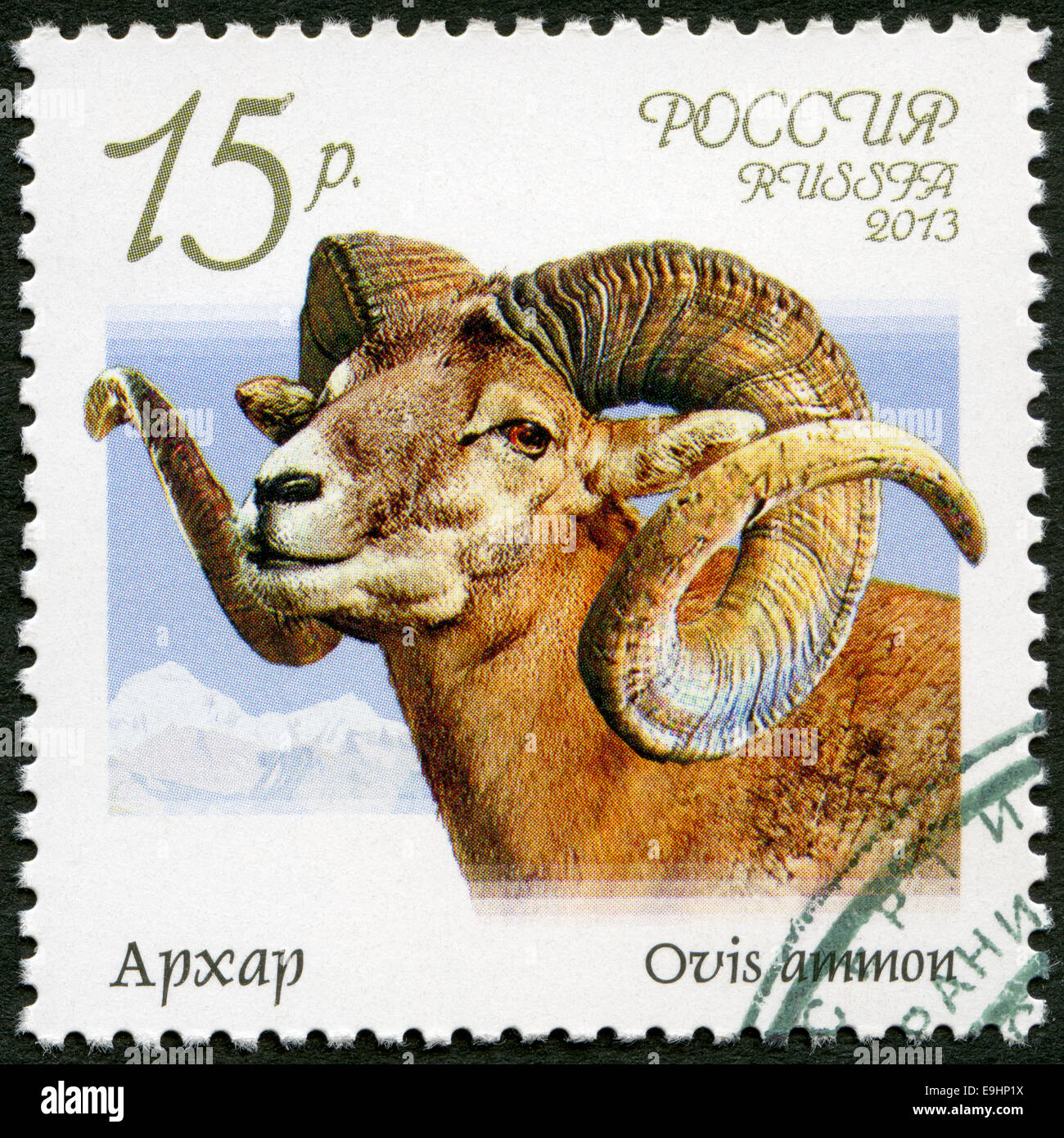Russland - 2013: Argali (Ovis Ammon), Serie Fauna of Russia, wilde Ziegen und rams Stockfoto