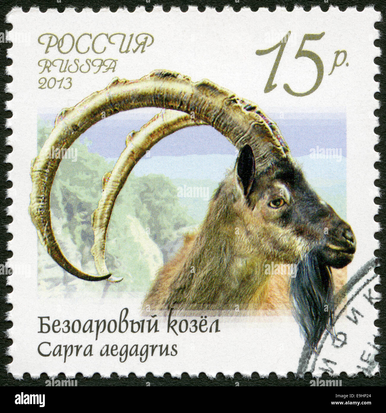 Russland - 2013: zeigt Wildziege (Capra Aegagrus), Serie Fauna of Russia, wilde Ziegen und Rams Stockfoto