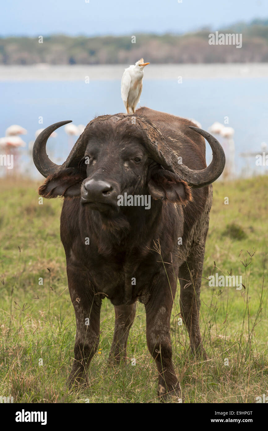 Kaffernbüffel (Syncerus Caffer), mit Kuhreiher (Bubulcus Ibis Ibis), Lake-Nakuru-Nationalpark, Kenia Stockfoto