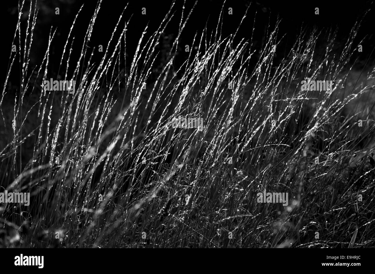 Auszug aus Moorland Gräser, hinterleuchtet mit dunklem Hintergrund. Feine Linien. In schwarz / weiß konvertiert. Stockfoto