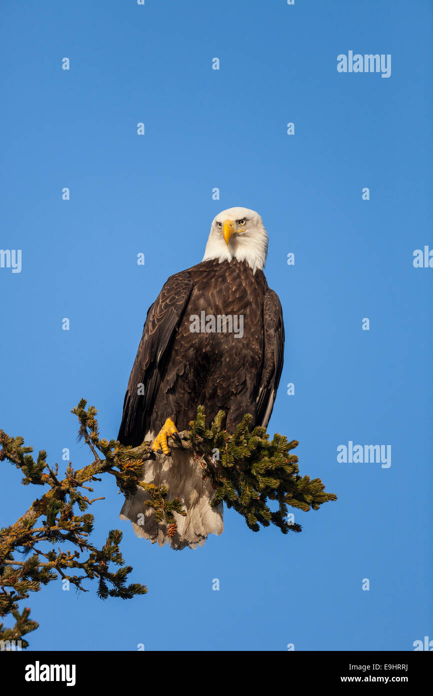 Weißkopf-Seeadler thront in Fichte in Alaska Stockfoto