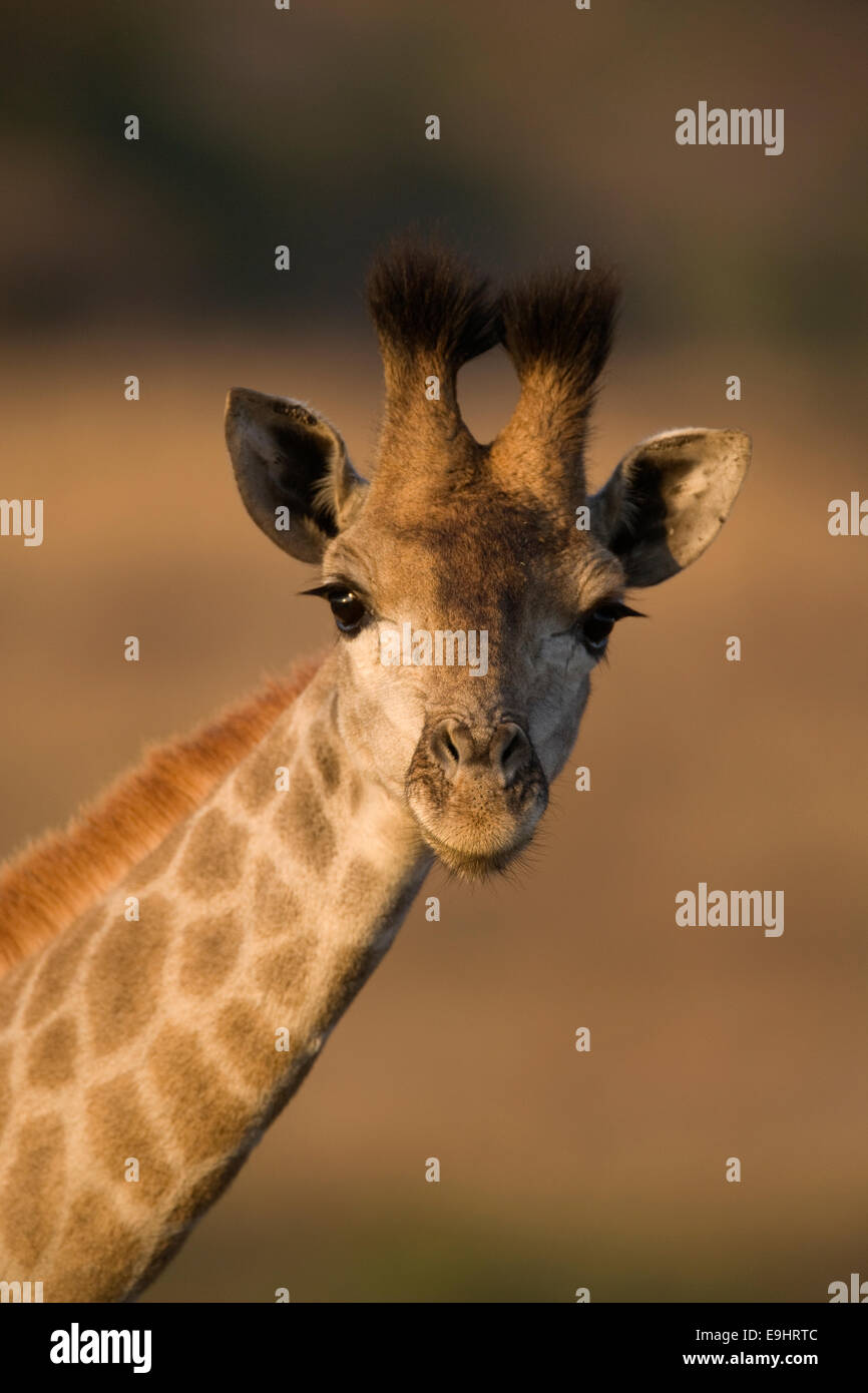 Junge Giraffe, Giraffe Giraffa, Ithala (Ntshondwe) Wildgehege, Kwazulu Natal, Südafrika Stockfoto