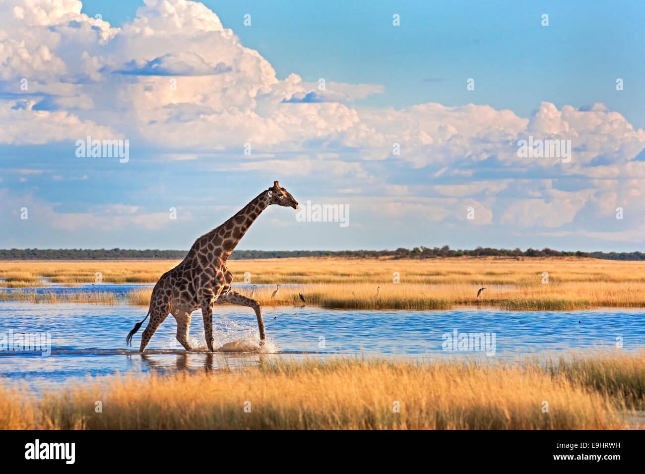 Giraffe, Giraffe Giraffa, waten durch saisonale Wasser in Pfanne, Etosha Nationalpark, Namibia Stockfoto