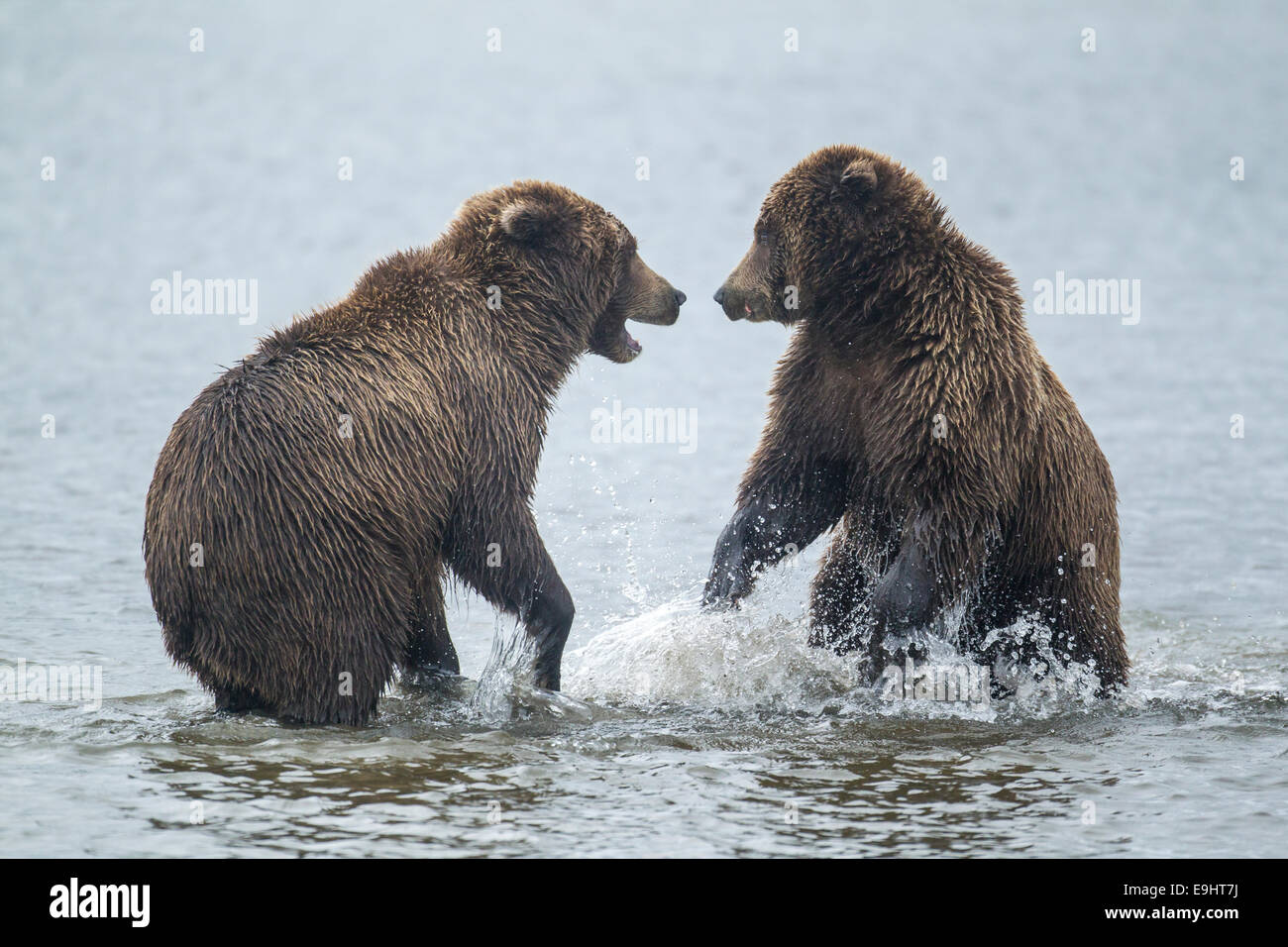 Alaskan Braunbären kämpfen Stockfoto