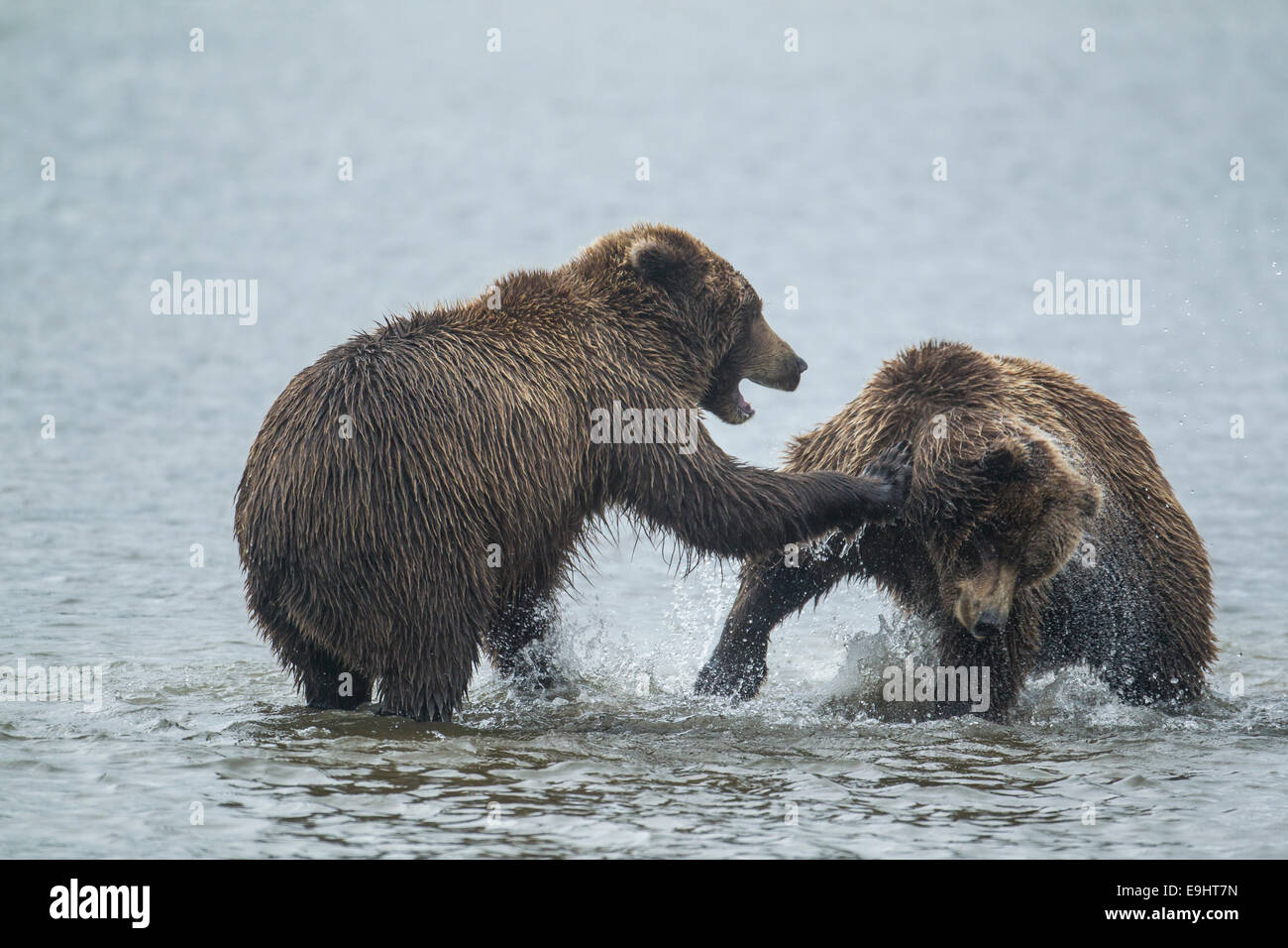 Alaskan Braunbären kämpfen Stockfoto