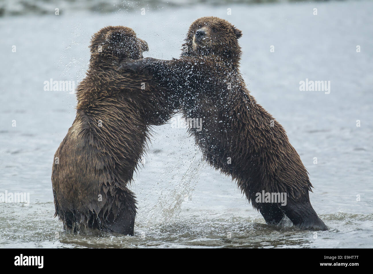 Alaskan Braunbären kämpfen Stockfoto