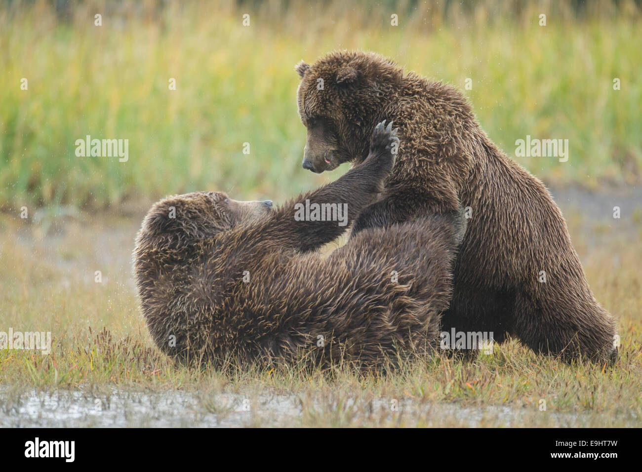 Alaskan Braunbären kämpfen Stockfoto