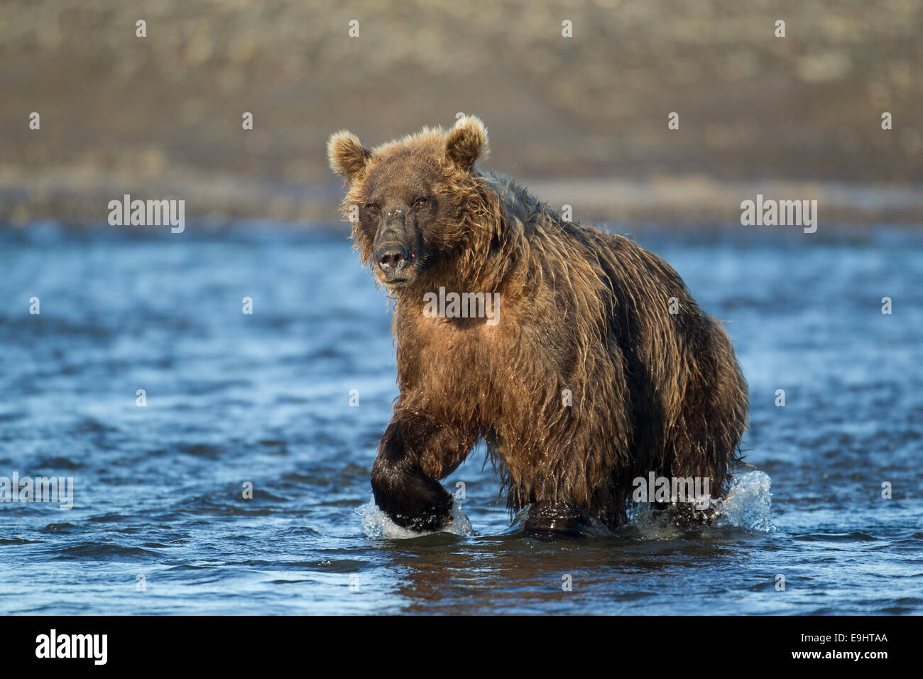 Alaskan Braunbär Stockfoto