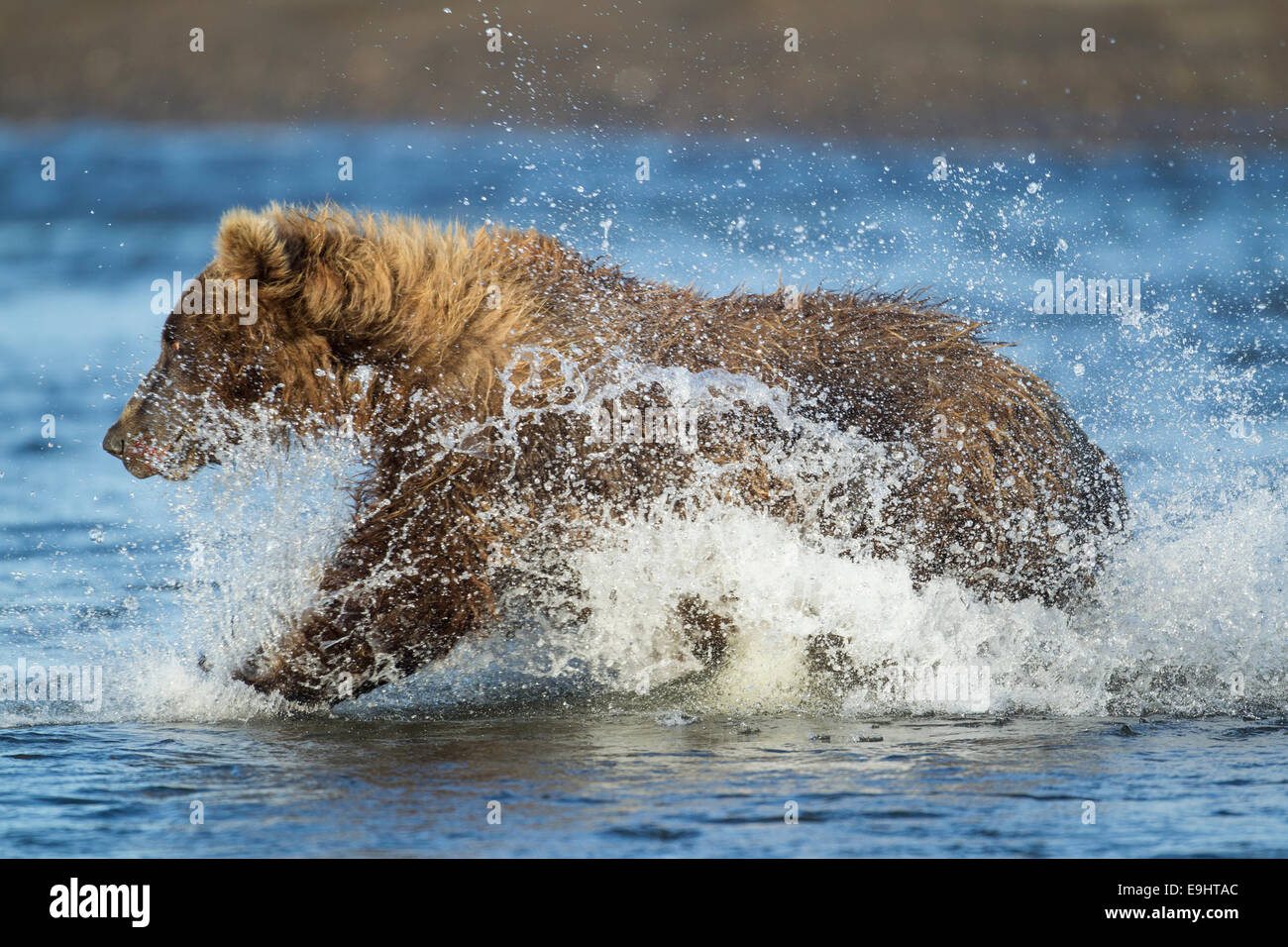 Alaskan Braunbär Stockfoto