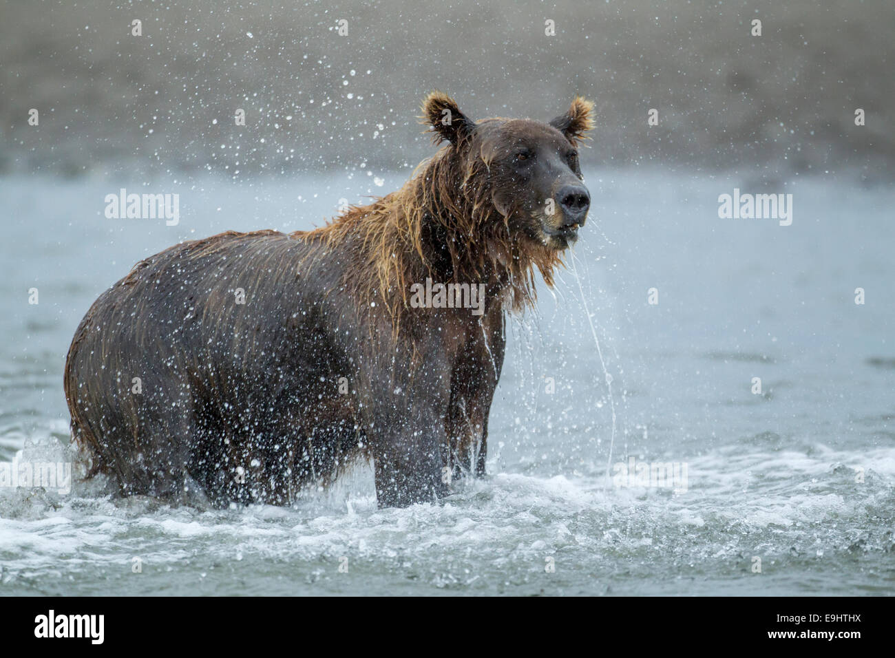 Alaskan Braunbär Stockfoto