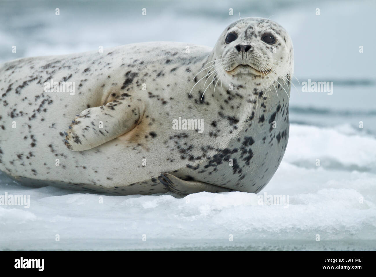 Seehunde auf Packeis in Alaska Stockfoto