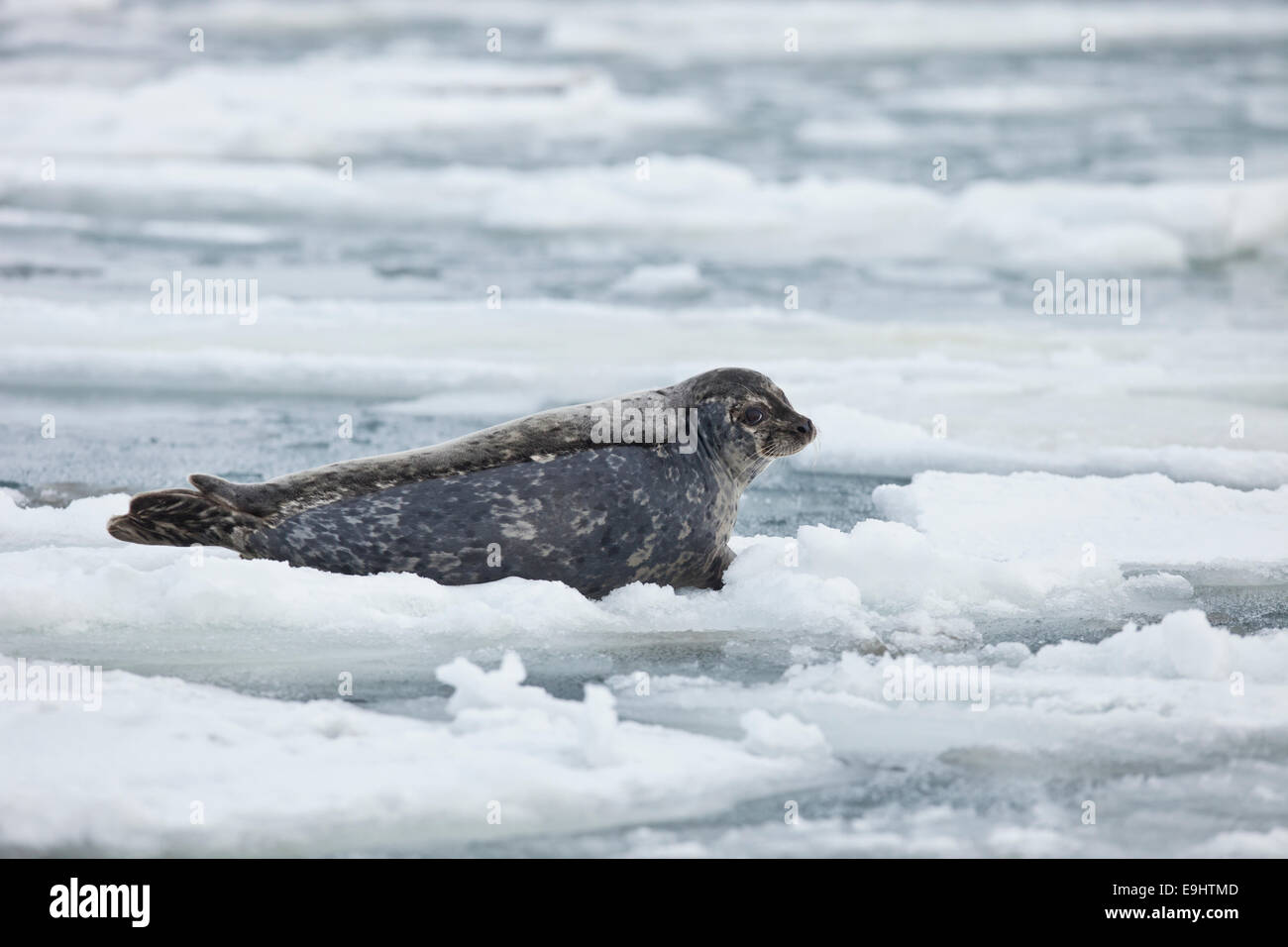 Seehunde auf Packeis in Alaska Stockfoto
