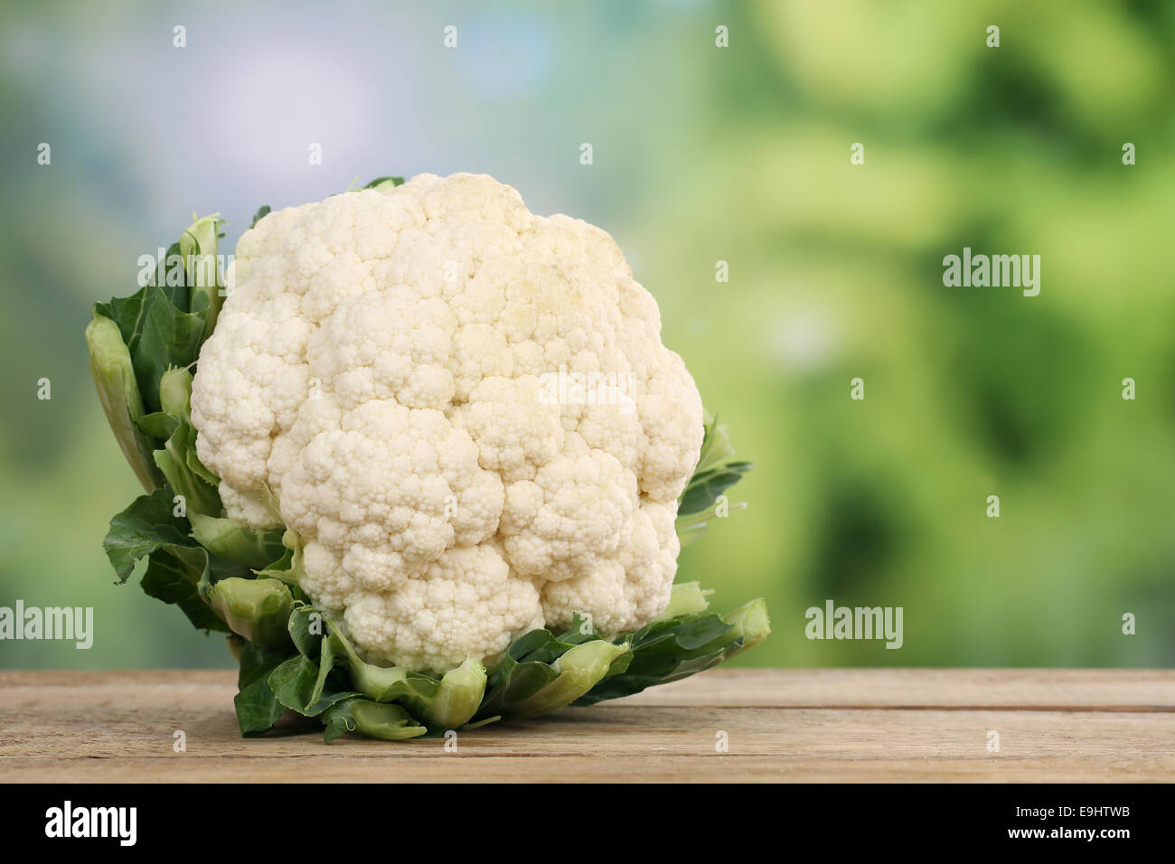 Frischer Blumenkohl Gemüse im Sommer mit Exemplar Stockfoto