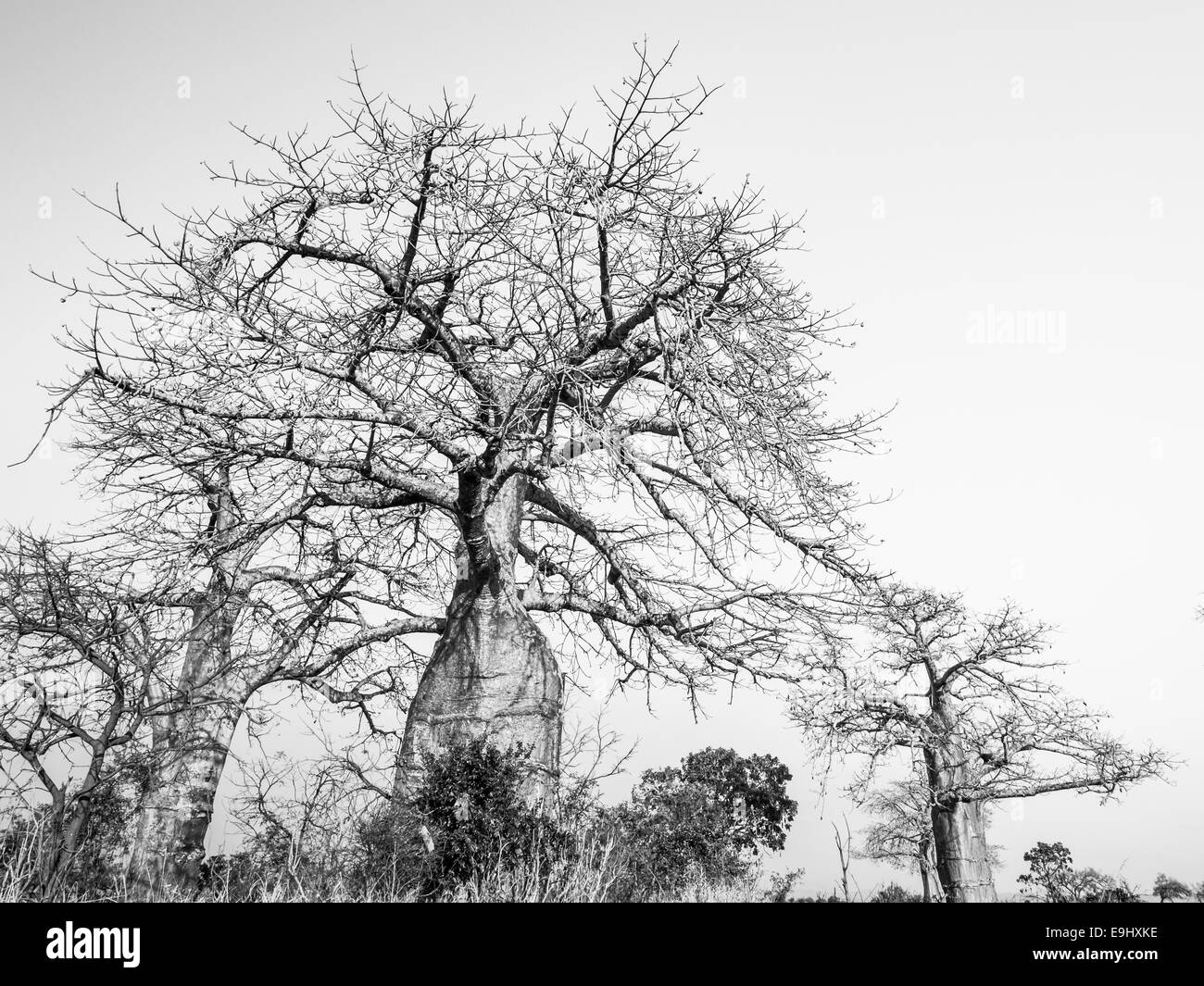 Baobab-Bäume auf der Savanne Mikumi National Park in Tansania. Stockfoto