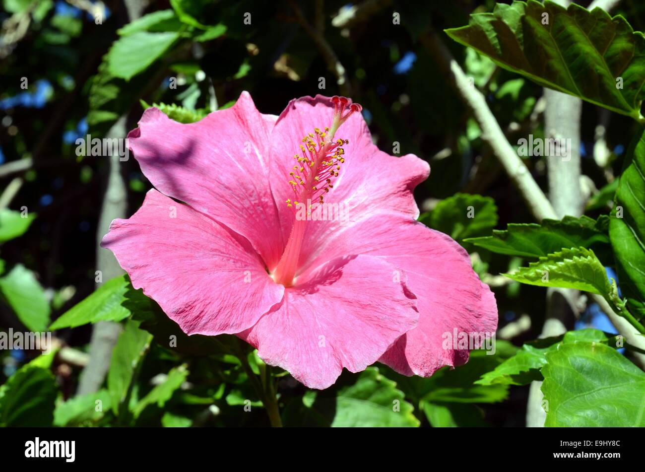 Hibiskus am National Memorial Cemetery of the Pacific (Punchbowl Cemetery) Stockfoto