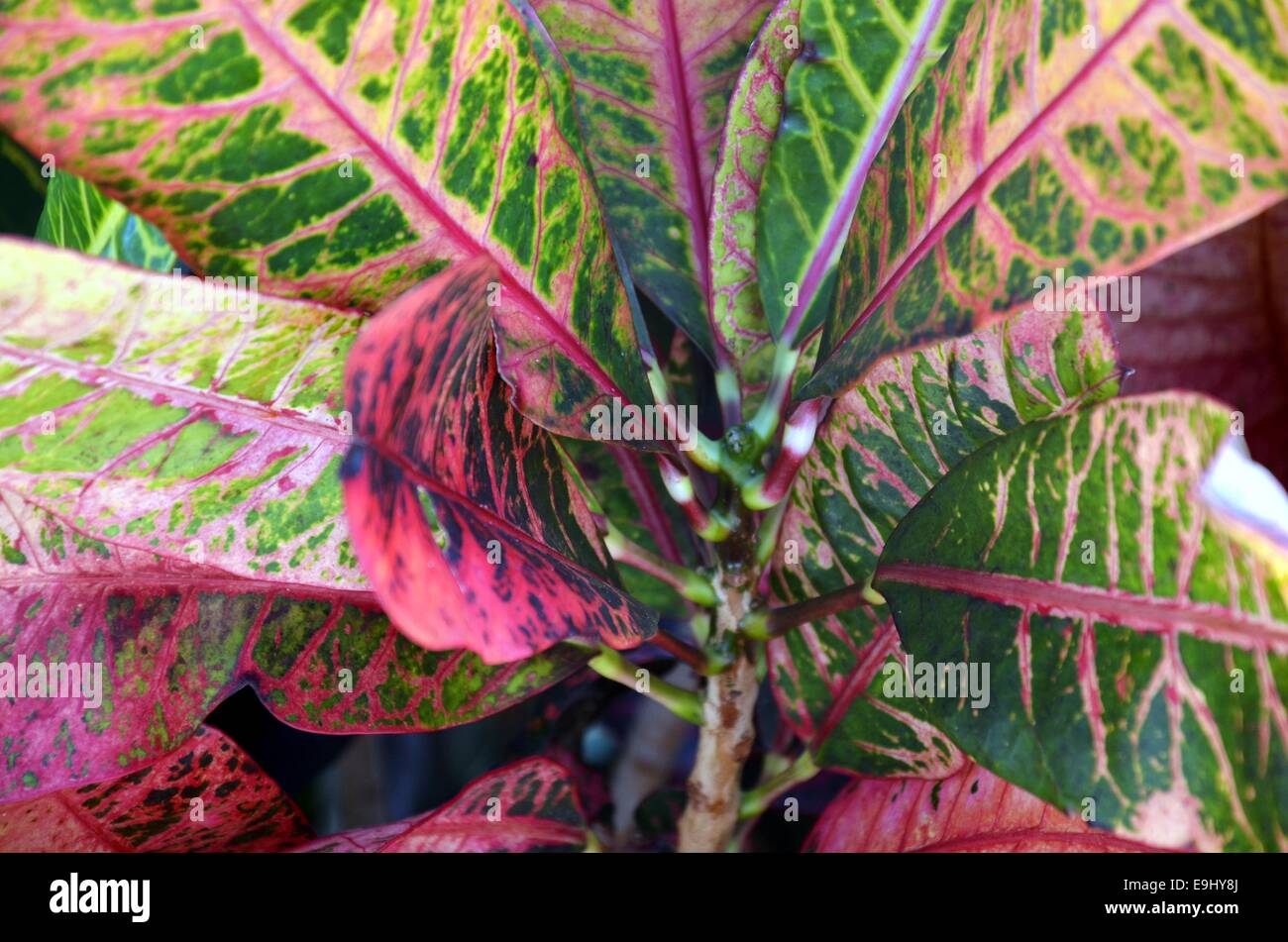 Pflanzen im National Memorial Cemetery of the Pacific (Punchbowl Cemetery) Stockfoto