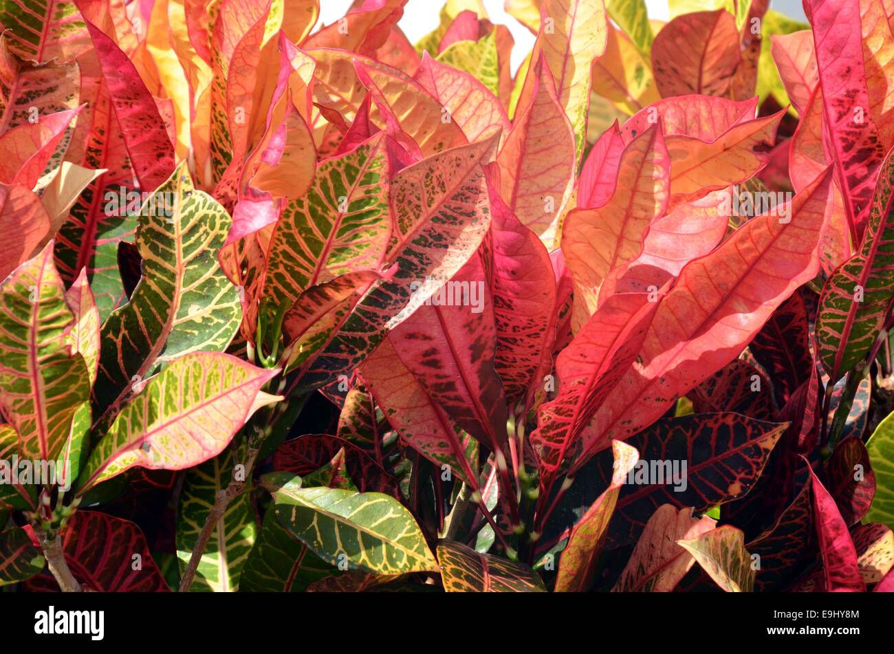 Pflanzen im National Memorial Cemetery of the Pacific (Punchbowl Cemetery) Stockfoto