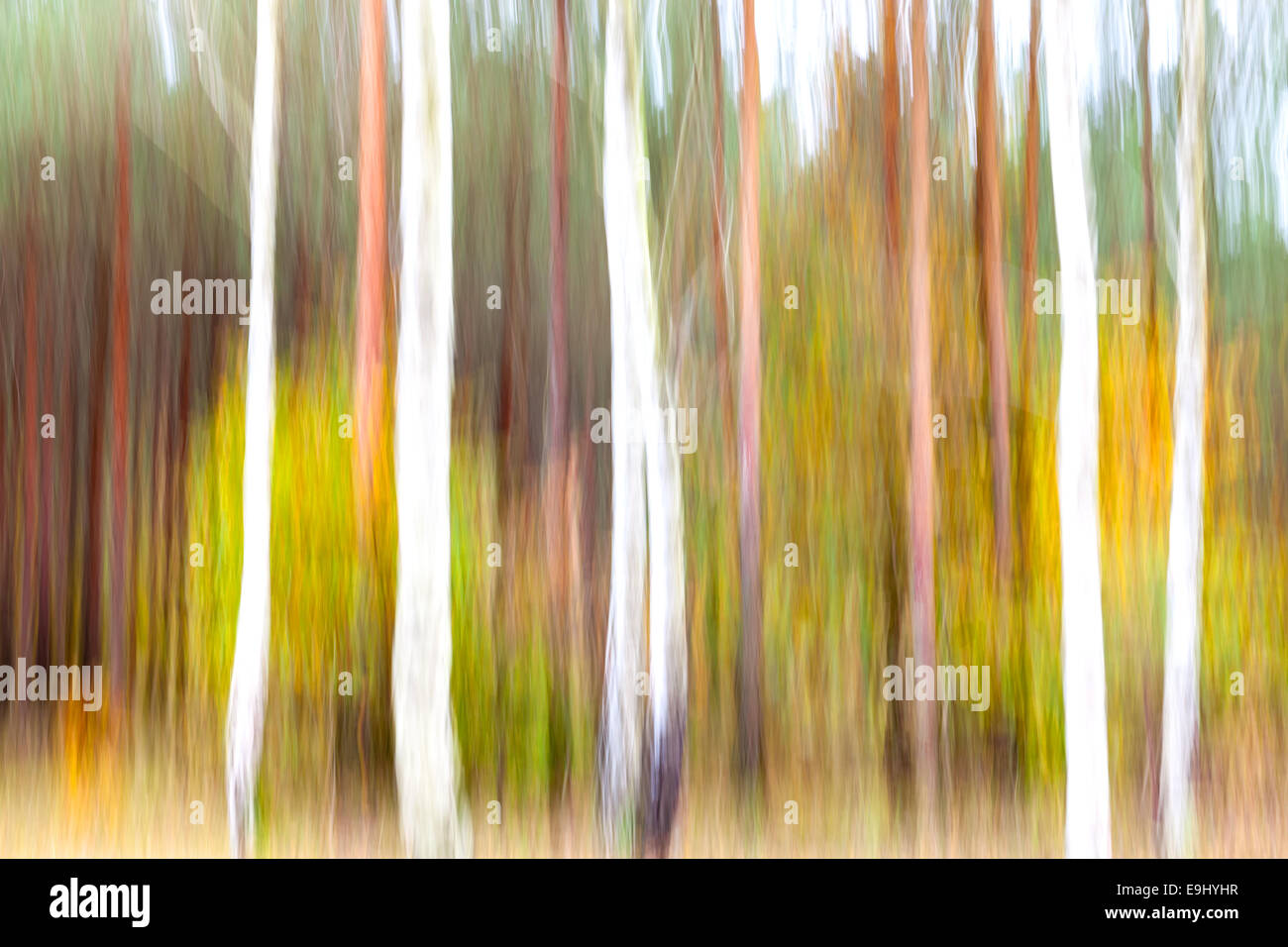 Abstrakte Bewegung verwischt Bäume in einem Wald. Stockfoto