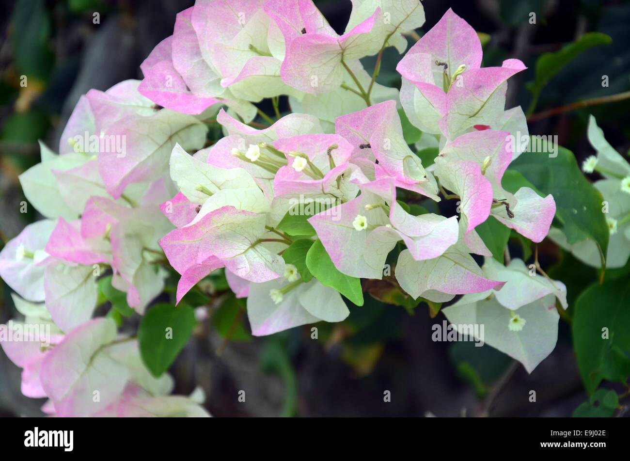 Blumen am National Memorial Cemetery of the Pacific (Punchbowl Cemetery) Stockfoto