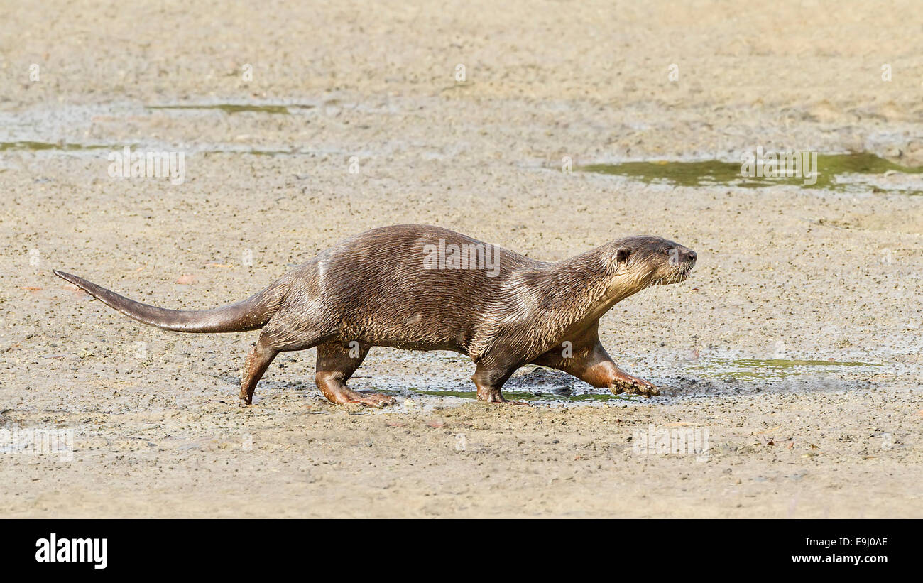 Glatt beschichtet Fischotter (Lutrogale Perspicillata) in Mangroven Lebensraum, Singapur Stockfoto