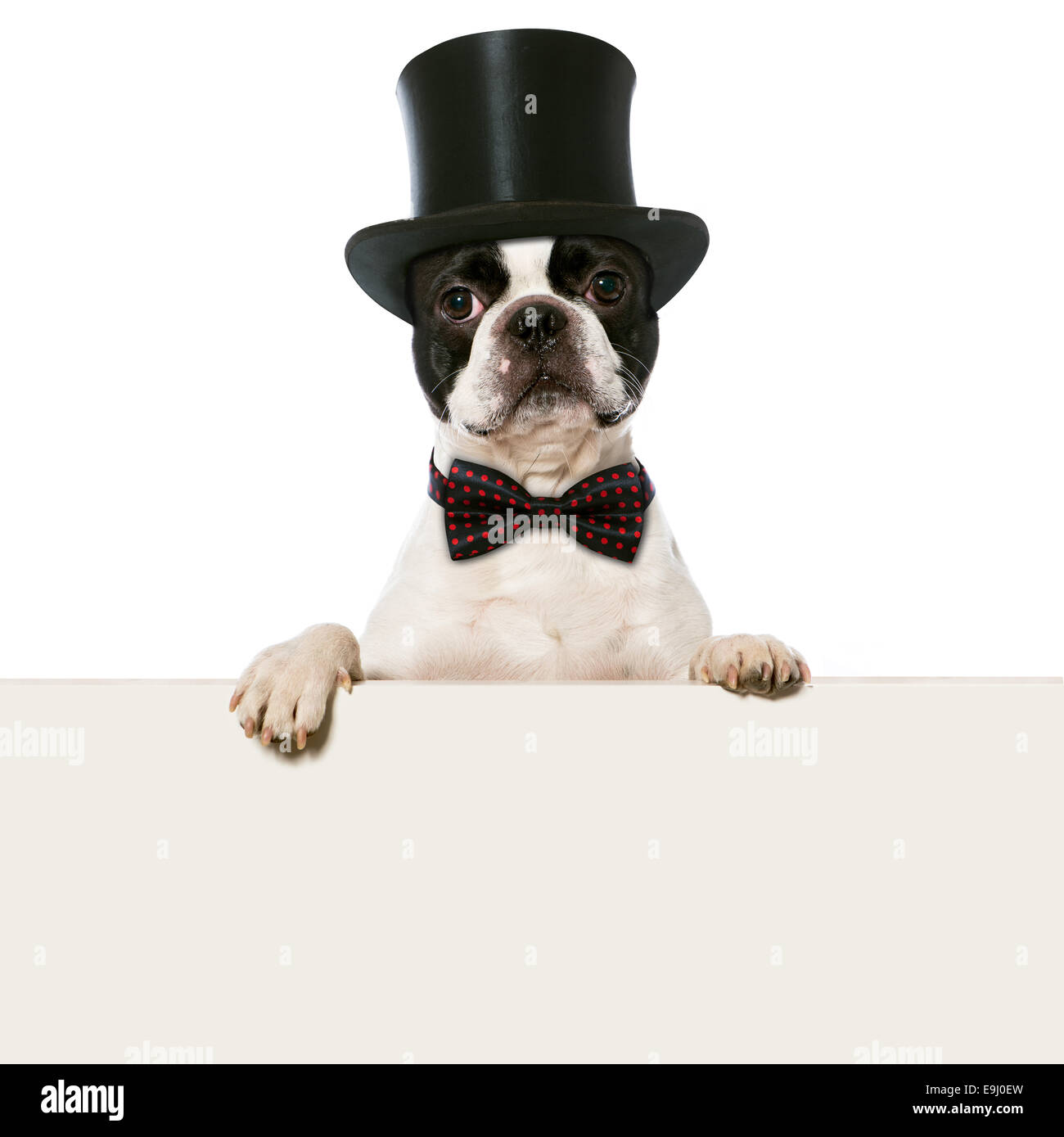 Hund mit Hut Stockfoto