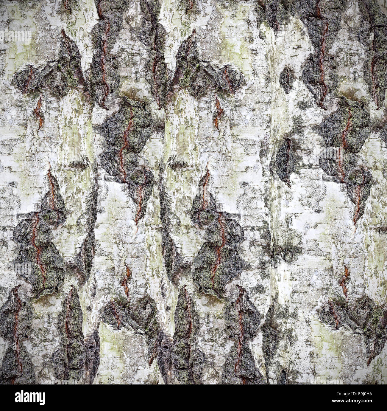 Natürlichen Hintergrund hergestellt aus Birkenrinde. Stockfoto