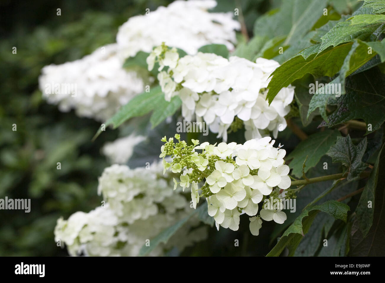 Hydrangea Quercifolia ' Snow Queen' blüht. Stockfoto