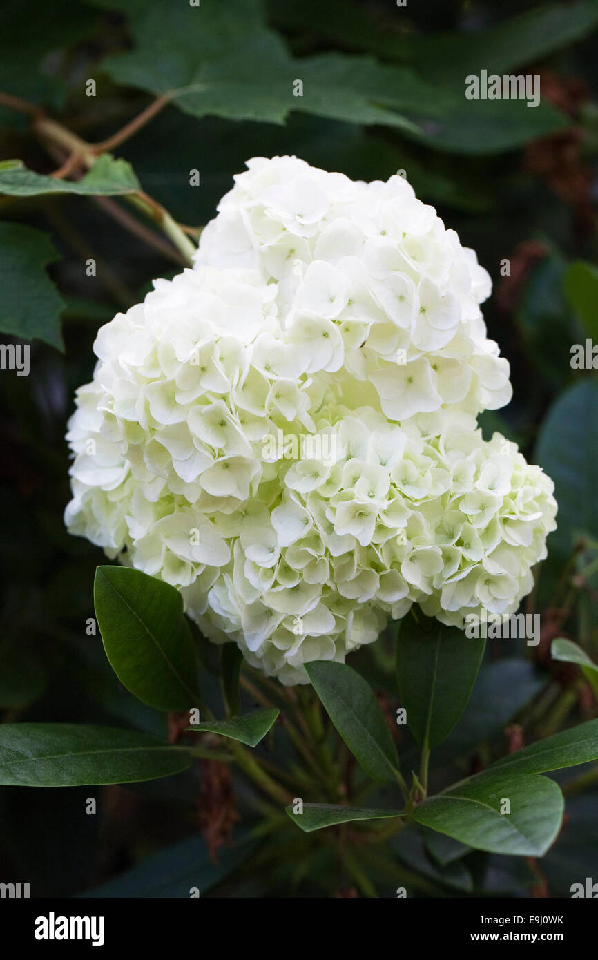 Hydrangea Quercifolia ' Snow Queen' blüht. Stockfoto