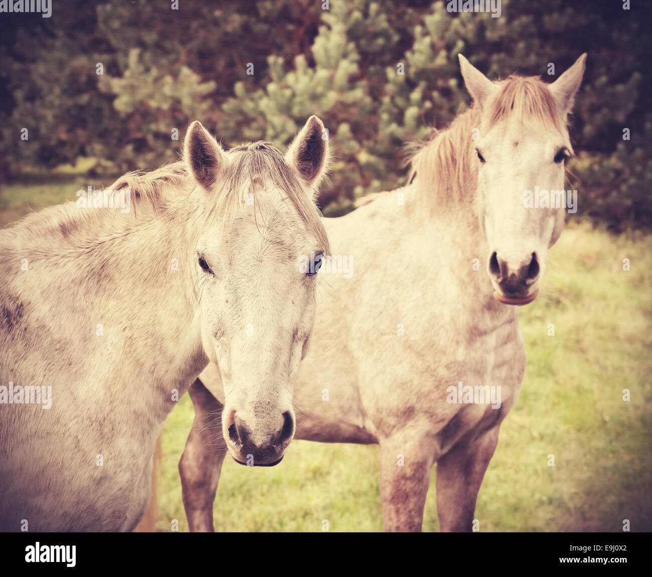 Retro-Stil Bild von zwei jungen Pferden. Stockfoto