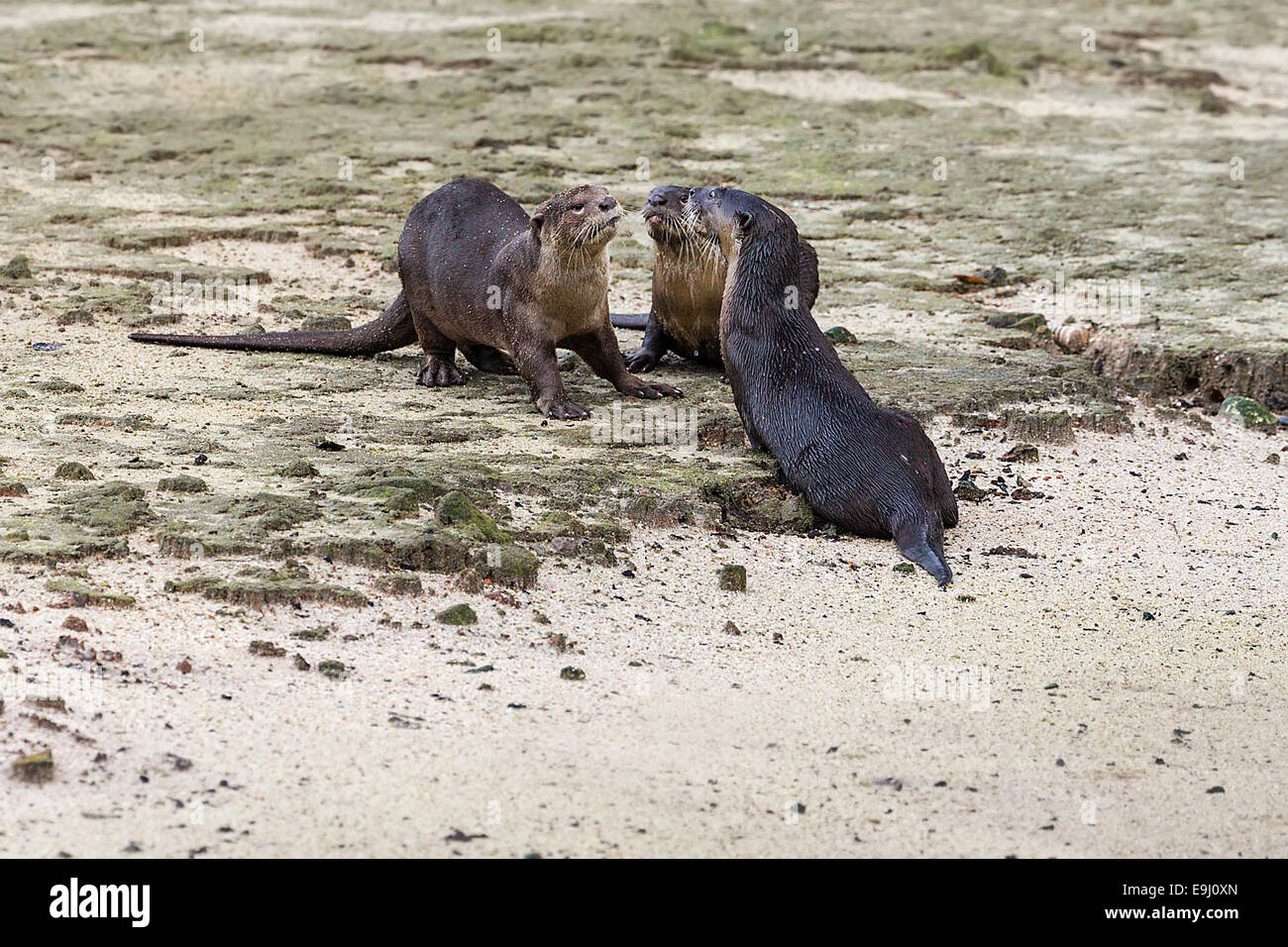 Glatt beschichtet Fischotter (Lutrogale Perspicillata) in Mangroven Lebensraum, Singapur Stockfoto