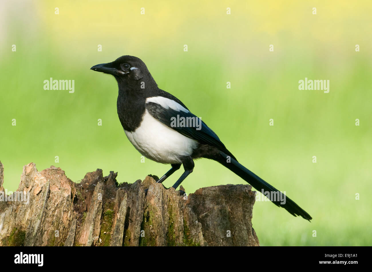 Europäische Elster (Pica Pica) thront auf einem faulen Baumstumpf in Moos bedeckt Stockfoto