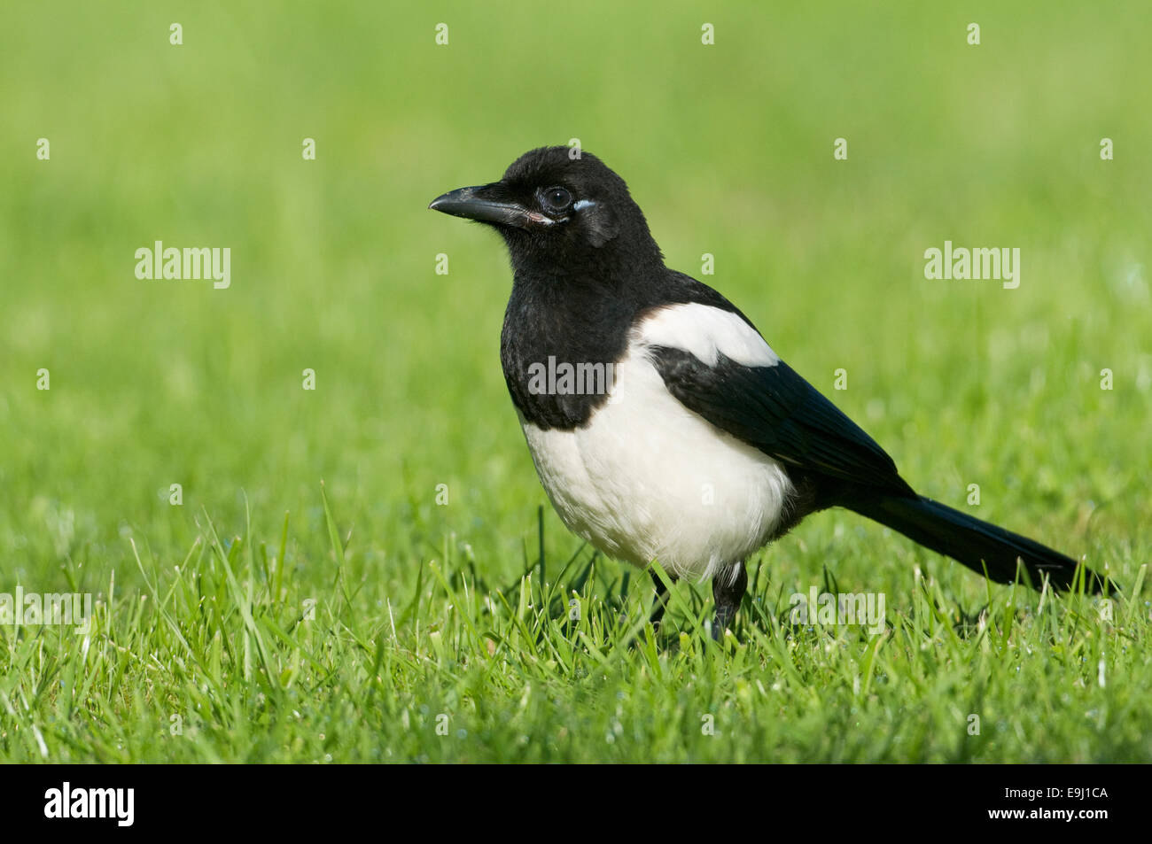 Europäische Elster (Pica Pica) thront auf einer Wiese im Garten Stockfoto