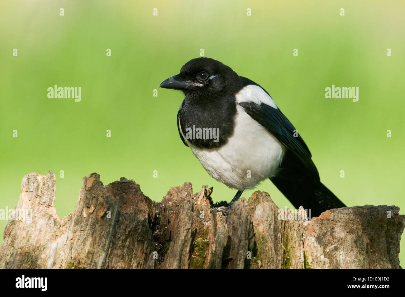 Europäische Elster (Pica Pica) thront auf einem faulen Baumstumpf in Moos bedeckt Stockfoto