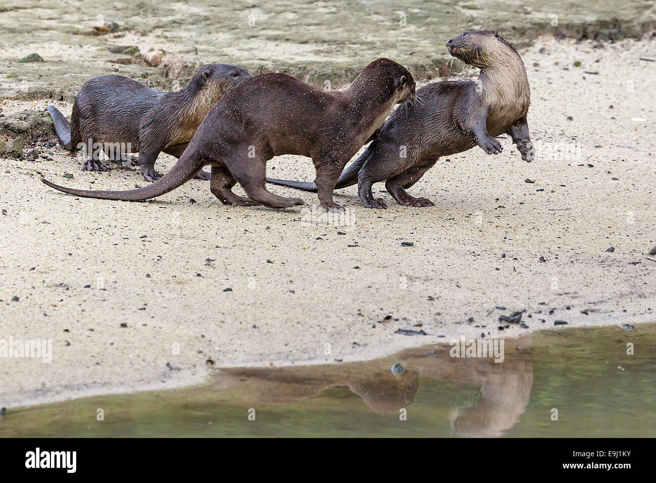 Glatt beschichtet Fischotter (Lutrogale Perspicillata) in Mangroven Lebensraum, Singapur Stockfoto